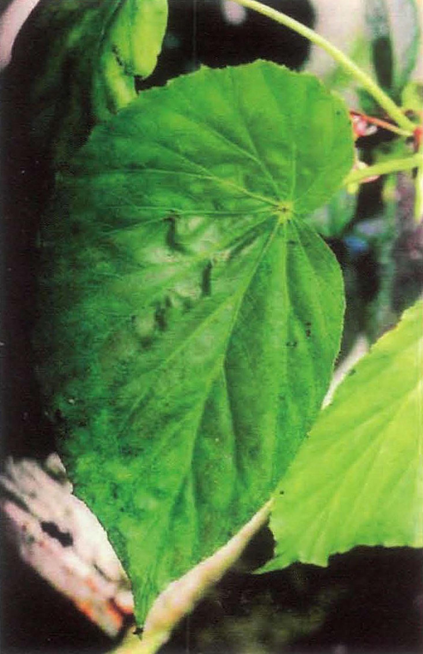 B. U509